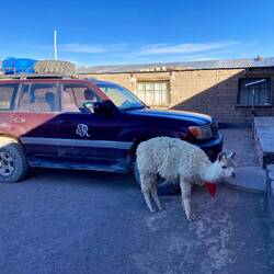 Notre auberge pour le soir avec notre copain le lama