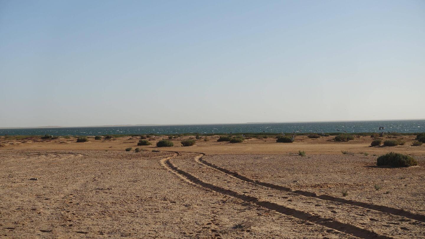 Einige Reiher stehen am Meer