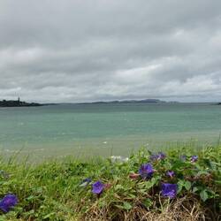 Paihia