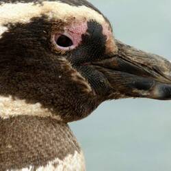 Pinguinera Punta Cantor