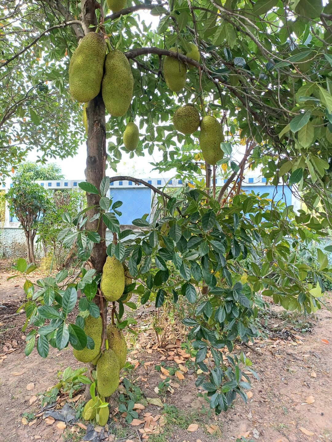 das ist der Jackfruit Baum mit seinen süssen Fruchtballen