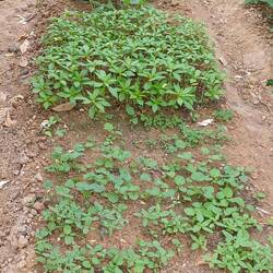 das angehende Blumenbeet