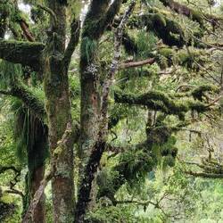 Rainforest