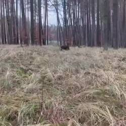 Uwe nimmt jetzt 2 Hunde, damit er es auch mal im hellen zum Streckenplatz schafft!!