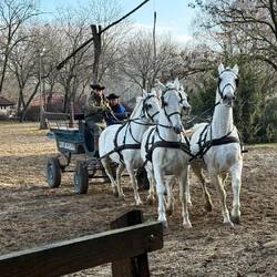 4-er Lipizzaner-Gespann für Hindernislauf (ist an Weltmeisterschaften eine Disziplin)