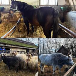 Pferd - Zackelschafe - Grauochse