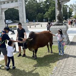 One very contented bull was wandering about.