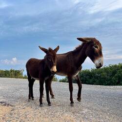 Es gibt nun wirklich nicht viele Tiere, die mit..