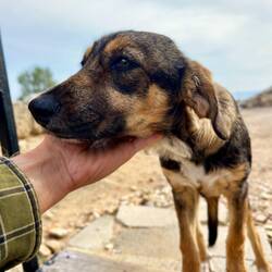 ..der Hardun oder sich eben dieser süße Fratz, finden.