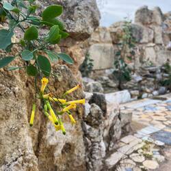 Die Umgebung der Stätte ist naturbelassen, sodass sich etwa Blaugrüner Tabak, Echsen, wie..