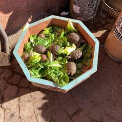 Überall Schildkröten