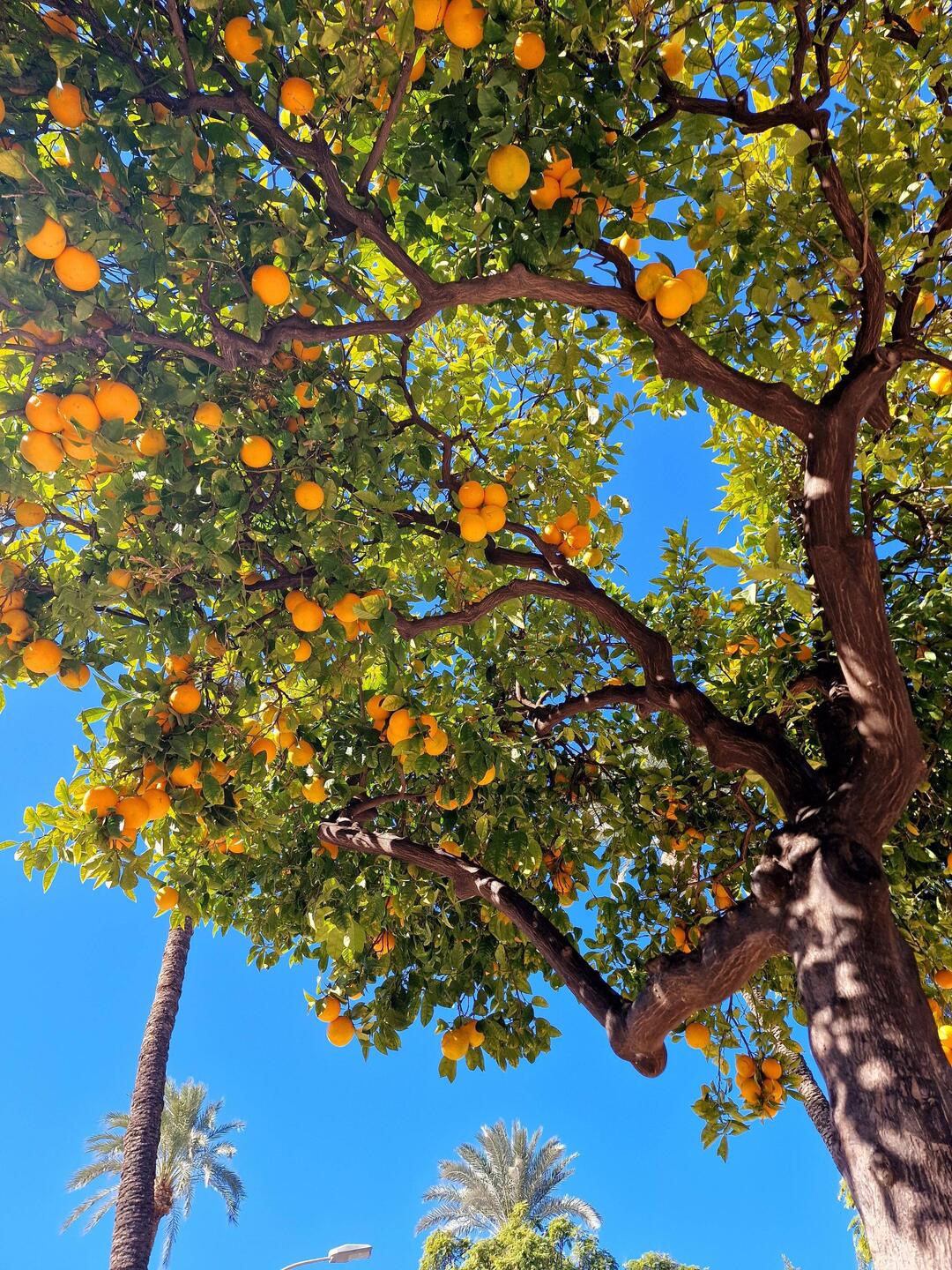 Die ganze Stadt voller Mandarinenbäume 🍊🫶