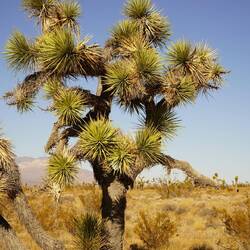 Joshua Baum welcher vor allem in der Mojave Wüste vorkommen.