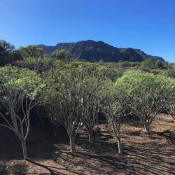Am dem Weg zur Küste in Buenavista.