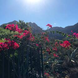 Am dem Weg zur Küste in Buenavista.