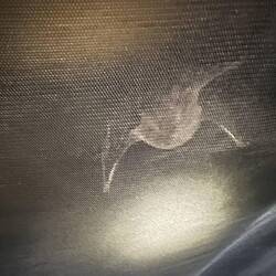 Eine Fledermaus hat sich in unser Zelt verirrt, hinter dem Fliegengitter