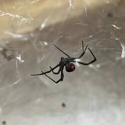Auch eine Redback hat sich hier eingenistet