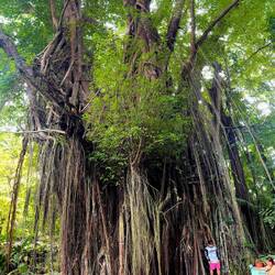 400 jaar oude "ecnchanted" boom