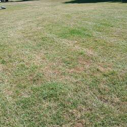 They mowed the grass this morning