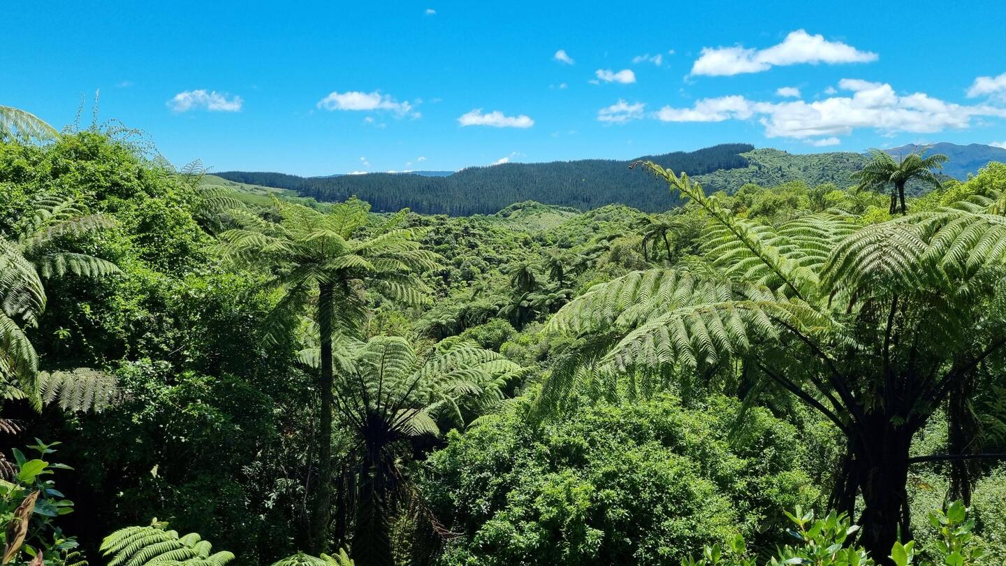 Fern tree forest regrowth since 1886