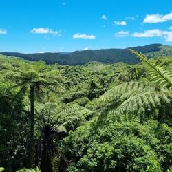 Fern tree forest regrowth since 1886