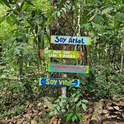 Soy arbol, soy vida 🌴