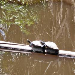 Centro de Rescate Amazónico