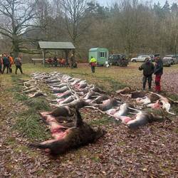 Viele Sauen im Treiben, wenig auf der Strecke. Aufgespart fürs nächste Jahr!