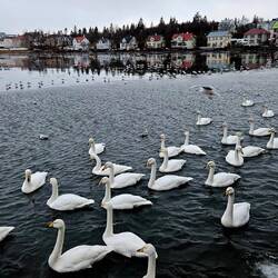 This patch of water is heated, so the birds don't migrate!!