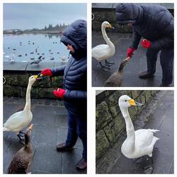Feed the birds.