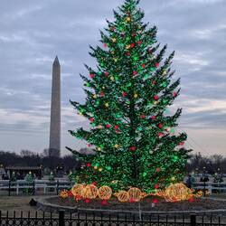 The controversial National Christmas Tree