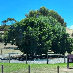 188 year old mulberry tree