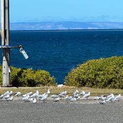 Seagulls are on the ground - bad weather coming