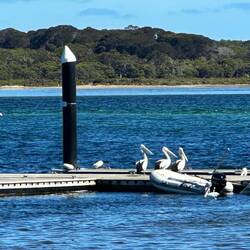 Pelicans on the jetty