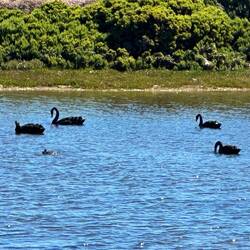 Black swans