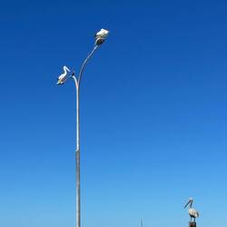 Real pelicans with pelican statue