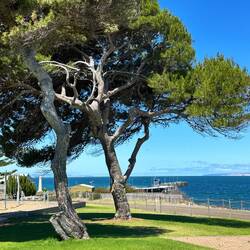 Windswept trees