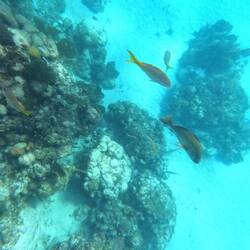 Leider wenig Fische und Korallen