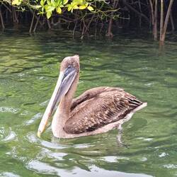 Curious pelican