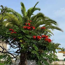 Dieser Baum der direkt neben unserem Auto stand ist ein afrikanischer Tulpenbaum.