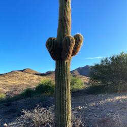 Cardón, el cactus típico de la zona