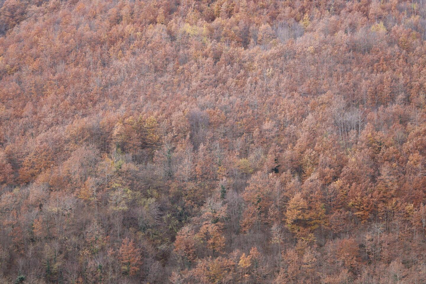Herbst