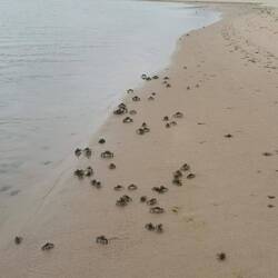 Tausende Krebse tanzen um die Laguna und erfreuen sich an unserer Trageaktion