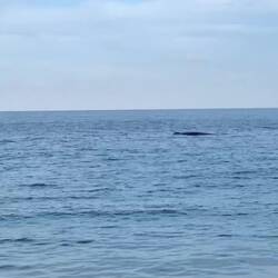 Mamawal & Baby unterwegs direkt an der Küste