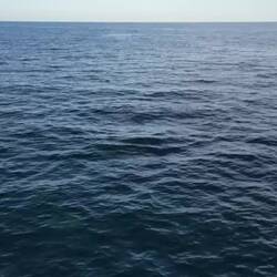 Springende Mobula- Rochen