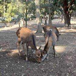 Cerfs Sika