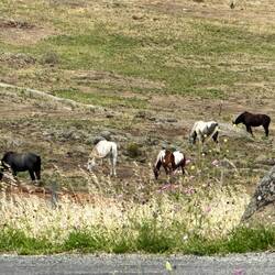 Coffin Bay Brumbies