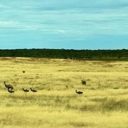 Emus - Dad and the chicks almost fully grown