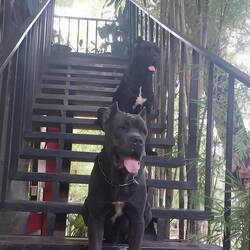Hostel Dogs: Toni & Walther