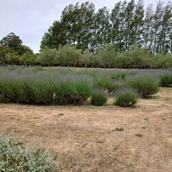 More lavender